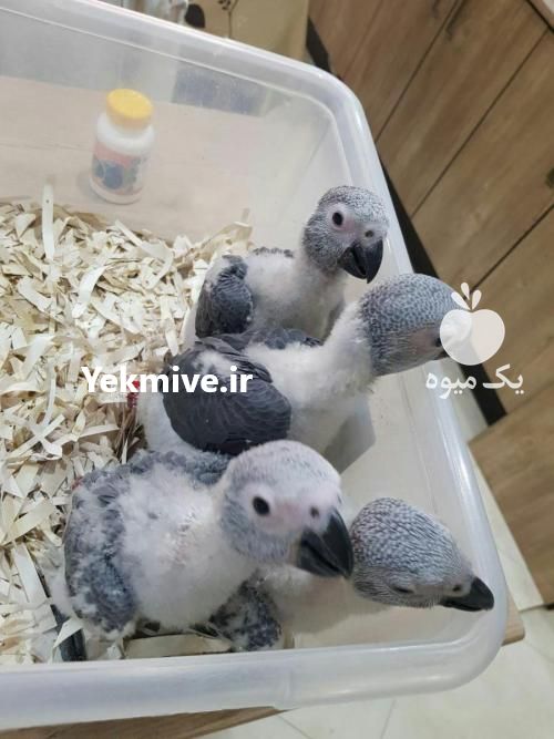 فروش ویژه تابستانی تخم نطفه دار کاسکو و غیره در آذربایجان غربی در گروه انواع تخم ها - مرغ بوقلمون پرنده عمده کشاورزی در یکمیوه -عکس1