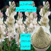 فروش زئولیت در کاشت گل مریم در تهران در گروه خرید فروش عمده گیاهان زینتی - گرمسیری آپارتمانی باغچه آب در یکمیوه