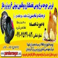 فروش تجهیزات علوفه هیدروپونیک در تهران در گروه خوراک دام و طیور - پرواری شیری علوفه یونجه در یکمیوه