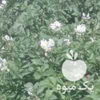 فروش سیب زمینی اکریا صادراتی در اردبیل در گروه خرید فروش عمده سیب زمینی - زودرس دیررس آگریا اسپریت اردبیل همدان در یکمیوه