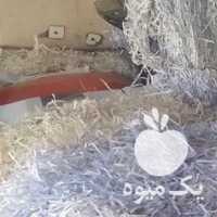 فروش پوشال سیب در ارومیه در گروه خرید فروش عمده سیب - زرد و قرمز گلاب پاییزه در یکمیوه