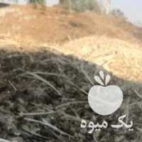 فروش کود گاو  ، مرغ ،  گوسفند و اوره در شیراز در گروه خرید فروش کود و مواد شیمیایی - اوره پتاس مرغی کمپوست آهن در یکمیوه