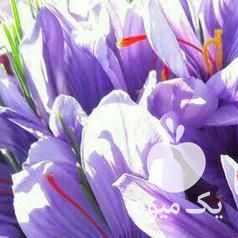 فروش پیاز زعفران در مشهد در گروه خرید فروش عمده زعفران - قائنات قیمت خراسان بهرامن گرم در یکمیوه -عکس1