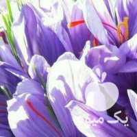 فروش پیاز زعفران در مشهد در گروه خرید فروش عمده زعفران - قائنات قیمت خراسان بهرامن گرم در یکمیوه