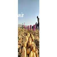 سیب زمینی اعلاء و فروش میوه و صیفیجات صادراتی کیانی در گرگان در گروه خرید فروش عمده سیب زمینی - زودرس دیررس آگریا اسپریت اردبیل همدان در یکمیوه