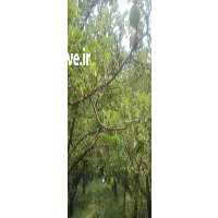 فروش شش دانگ باغ میوه در کرج در گروه خرید فروش عمده سیب - زرد و قرمز گلاب پاییزه در یکمیوه