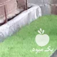 فروش نشاء بذر برنج هاشمی  ،  در رشت در گروه خرید فروش نشا - انواع گوجه برنج کاهو پیاز کاری فرنگی در یکمیوه