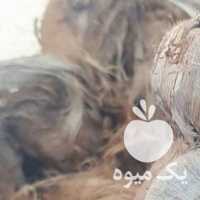 فروش پیاز زعفران در مشهد در گروه خرید فروش عمده گیاهان زینتی - گرمسیری آپارتمانی باغچه آب در یکمیوه