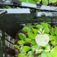 فروش شیتیل کیوی در تهران در گروه خرید فروش عمده کیوی - صادراتی مازندران تنکابن تالش در یکمیوه