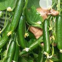 فروش خیار سبز محلی در تهران در گروه خرید فروش عمده خیار - بوته درختی سبز مجلسی شوری خاردار چنبر اصفهان در یکمیوه
