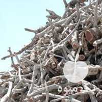 فروش هیزم پسته 20 تن کیلویی در سیرجان در گروه پسته - کوهی شامی خام اکبری تازه کله قوچی در یکمیوه