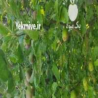 فروش اجاره باغ در اصفهان در گروه خرید فروش عمده سیب - زرد و قرمز گلاب پاییزه در یکمیوه