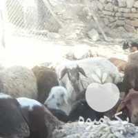 فروش گوسفند در اصفهان در گروه گاو و گوسفند و میش و بز کهره گوساله سمینتال در یکمیوه