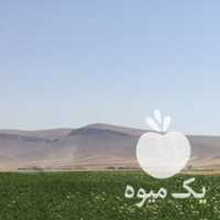 فروش سیب زمینی در کرمانشاه در گروه خرید فروش عمده سیب زمینی - زودرس دیررس آگریا اسپریت اردبیل همدان در یکمیوه