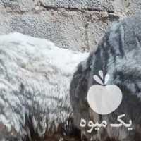 فروش گوسفند شش ماهه در یزد در گروه گاو و گوسفند و میش و بز کهره گوساله سمینتال در یکمیوه