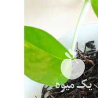 فروش انواع چای عمده در رشت در گروه خرید فروش عمده گیاهان زینتی - گرمسیری آپارتمانی باغچه آب در یکمیوه