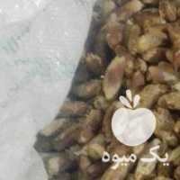 فروش هسته خرما در بوشهر در گروه خرید فروش عمده خرما - کبکاب تازه زاهدی خشک خارک در یکمیوه