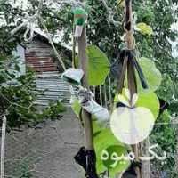 فروش نهالستان کیوی تیموری در تهران در گروه خرید فروش نشا - انواع گوجه برنج کاهو پیاز کاری فرنگی در یکمیوه