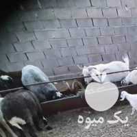 فروش گوسفند زنده برای عید قربان در تهران در گروه گاو و گوسفند و میش و بز کهره گوساله سمینتال در یکمیوه