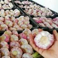 فروش سیر خشک صادراتی در نوشهر در گروه خرید فروش عمده سیر - تازه خام ترشی خشک صادراتی در یکمیوه