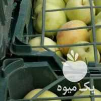 فروش سیب گلاب تابستانی در ارومیه در گروه خرید فروش عمده سیب - زرد و قرمز گلاب پاییزه در یکمیوه