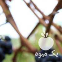 فروش فوق تخصصی انگورهای خارجی وداخلی در قزوین در گروه خرید فروش عمده میوه استوایی - پاپایا قرمز منگوستین گواوا بلوبری در یکمیوه