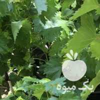 فروش نهال انگور در تهران در گروه خرید فروش نهال - انواع گردو پسته بادام سلطانی انگور در یکمیوه