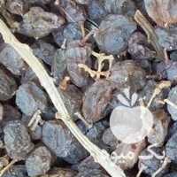 فروش کشمش آفتابی سم نخورده یکدست در قزوین در گروه آجیل - فروش عمده محصولات در یکمیوه