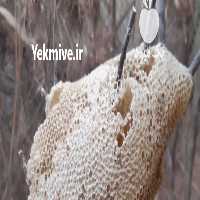 فروش عسل وحشی در کرمان  در گروه عسل شیره و فرآورده ی مربا - طبیعی گون کوهی آویشن در یکمیوه