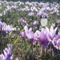 فروش زمین زعفران   در هرمز در گروه خرید فروش عمده زعفران - قائنات قیمت خراسان بهرامن گرم در یکمیوه