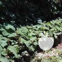 فروش نهال کیوی قلم نشده در تهران در گروه خرید فروش نهال - انواع گردو پسته بادام سلطانی انگور در یکمیوه