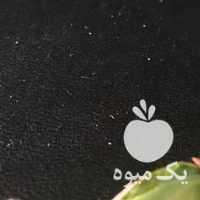 فروش مغز پسته در قزوین در گروه پسته - کوهی شامی خام اکبری تازه کله قوچی در یکمیوه