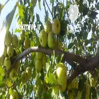 فروش اجاره باغ سیب گالا و فرانسه در قزوین در گروه خرید فروش عمده سیب - زرد و قرمز گلاب پاییزه در یکمیوه