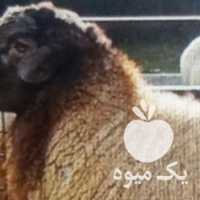 فروش گوسفند زنده تحت نظارت دام پزشکی در تهران در گروه گاو و گوسفند و میش و بز کهره گوساله سمینتال در یکمیوه