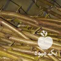 فروش ترکه پسته پیوندی در سیرجان در گروه پسته - کوهی شامی خام اکبری تازه کله قوچی در یکمیوه