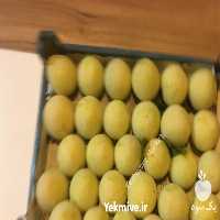 فروش الو قطره طلا در برزک در گروه خرید فروش عمده آلو - آلوچه گوجه سبز زرد خاکی شابلون سانتریزه سیاه در یکمیوه