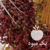 فروش باغ خرما اجاره میکنم در کرمان  در گروه خرید فروش عمده خرما - کبکاب تازه زاهدی خشک خارک در یکمیوه