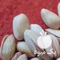 فروش پسته عمده جهت صادرات همه نوع در تهران در گروه پسته - کوهی شامی خام اکبری تازه کله قوچی در یکمیوه