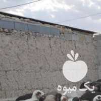 فروش گوسفند تعداد 100 عدد میش افشاری و ترکی در اصفهان در گروه گاو و گوسفند و میش و بز کهره گوساله سمینتال در یکمیوه