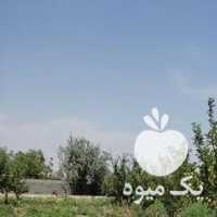 زیر درختی سیب گلاب خریدارم در ارومیه در گروه خرید فروش عمده سیب - زرد و قرمز گلاب پاییزه در یکمیوه