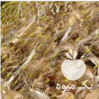 فروش پیاز زعفران گلخانهای سنتی موجود در مشهد در گروه خرید فروش عمده زعفران - قائنات قیمت خراسان بهرامن گرم در یکمیوه