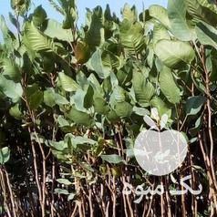 فروش نهال پسته مهریز در یزد در گروه خرید فروش نهال - انواع گردو پسته بادام سلطانی انگور در یکمیوه -عکس1