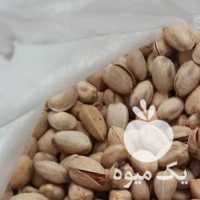 فروش 15 کیلو پسته در یزد در گروه پسته - کوهی شامی خام اکبری تازه کله قوچی در یکمیوه