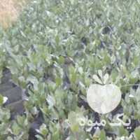 فروش نهال پسته در قزوین در گروه خرید فروش نهال - انواع گردو پسته بادام سلطانی انگور در یکمیوه