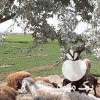 فروش گوسفند زنده در اصفهان در گروه گاو و گوسفند و میش و بز کهره گوساله سمینتال در یکمیوه