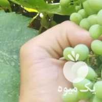 فروش غوره انگور در همدان در گروه خرید فروش عمده انگور - یاقوتی شانی عسگری بی دانه قرمز در یکمیوه