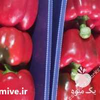 فروش بذر فلفل دلمه اروپایی در تهران در گروه خرید فروش بذر - انواع محصول کشاورزی گوجه کتان میوه درخت در یکمیوه