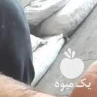 فروش کشمش افتابی تاکستان فخری شیراز در تهران در گروه آجیل - فروش عمده محصولات در یکمیوه