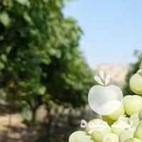 فروش انگور در تهران در گروه خرید فروش عمده انگور - یاقوتی شانی عسگری بی دانه قرمز در یکمیوه