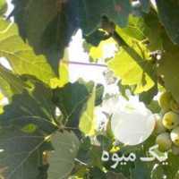 فروش غوره انگور آبی در قزوین در گروه خرید فروش عمده انگور - یاقوتی شانی عسگری بی دانه قرمز در یکمیوه
